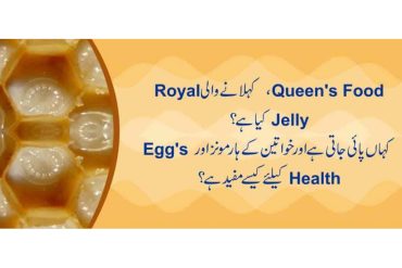 Royal Jelly – A Fertility Super Food